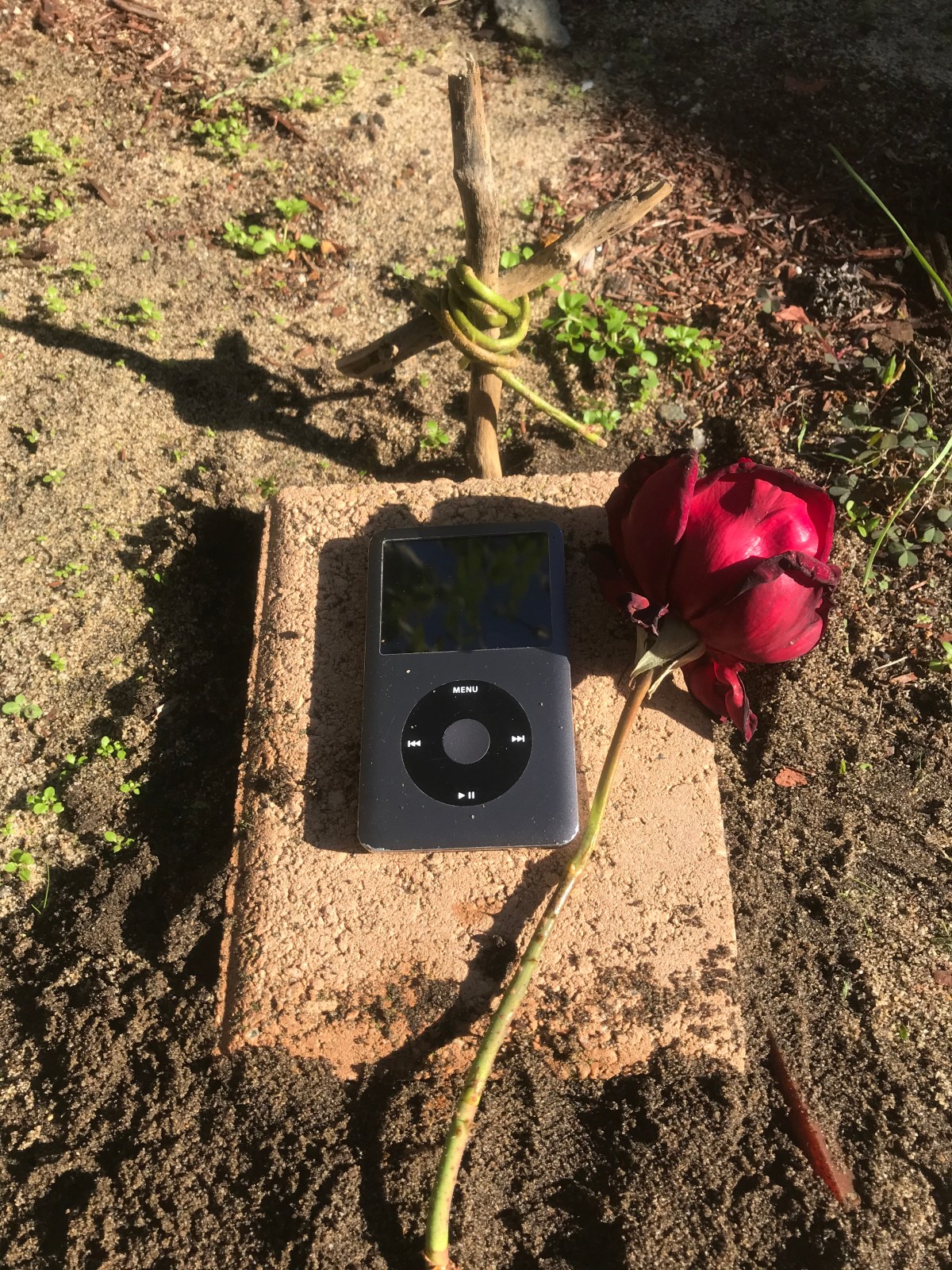 Loss, Love and A Lime&nbsp;Tree